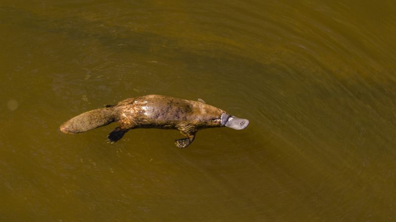 Destinations Croisières Burnie, Tasmanie