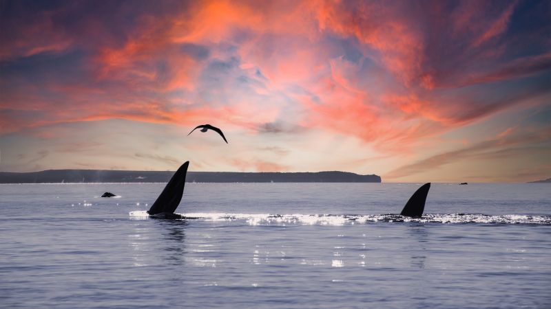 Destination Croisieres Puerto Madryn