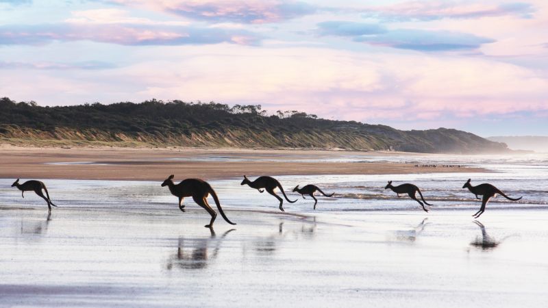 Destinations Croisières Île Kangourou