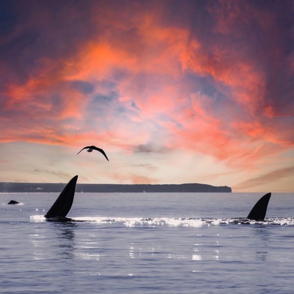 Destination Croisieres Puerto Madryn